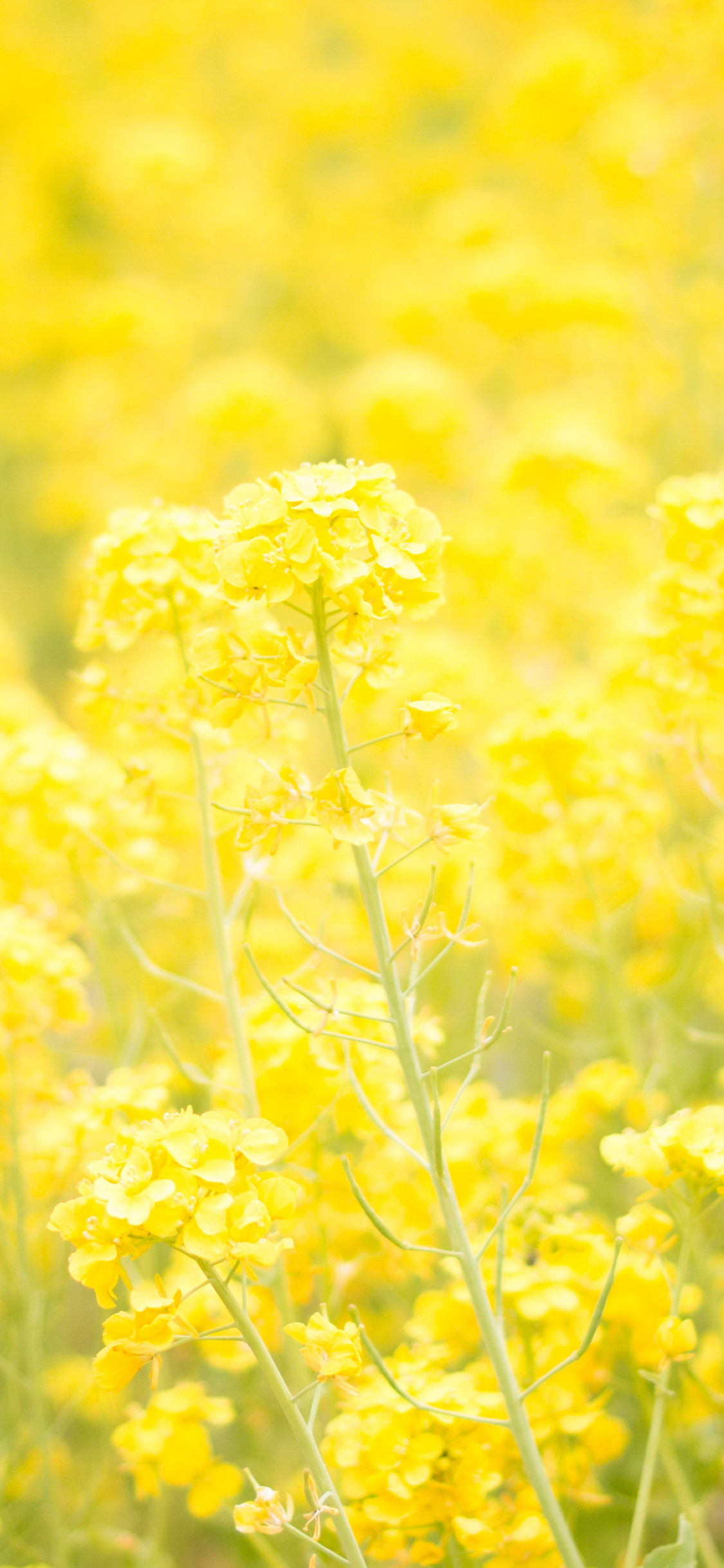 油菜花 花田 密集 黄 苹果手机壁纸